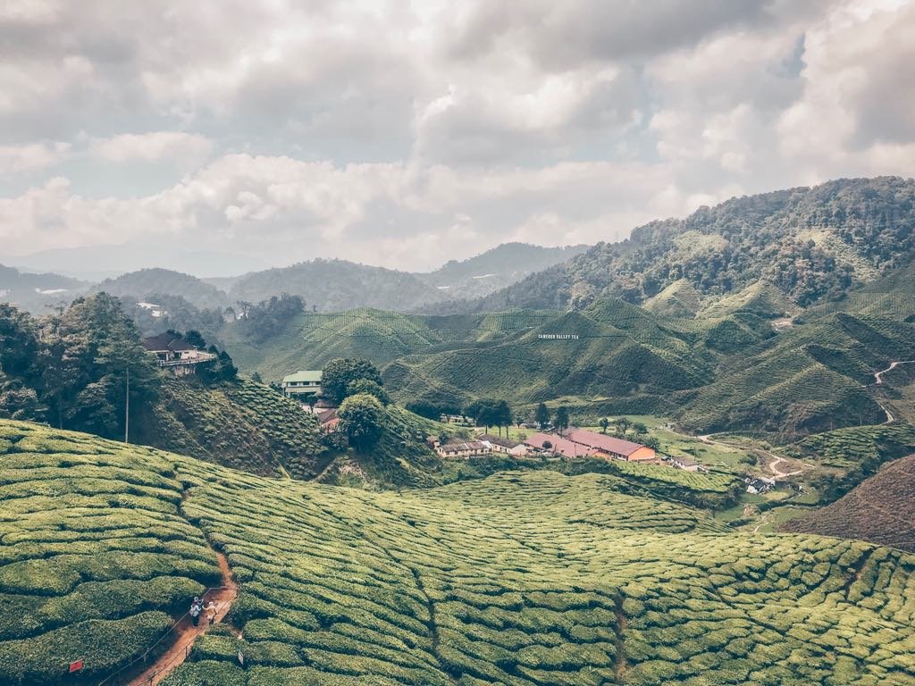 Boh tea garden tea plantages