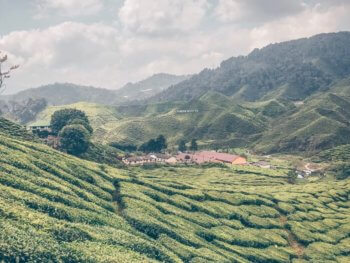 Malaysia Cameron Highlands