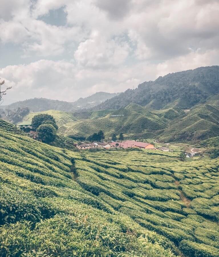 Malaysia Cameron Highlands