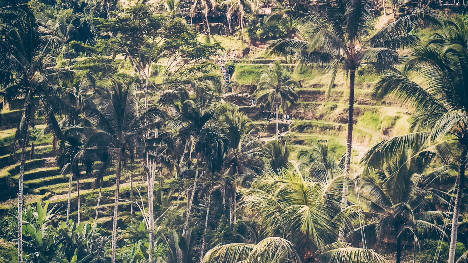 Bali_Rice_fields