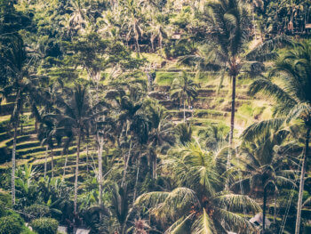 Bali_Rice_fields